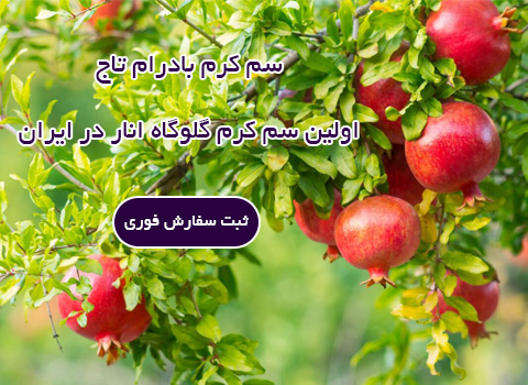 سم انار بادرام تاج