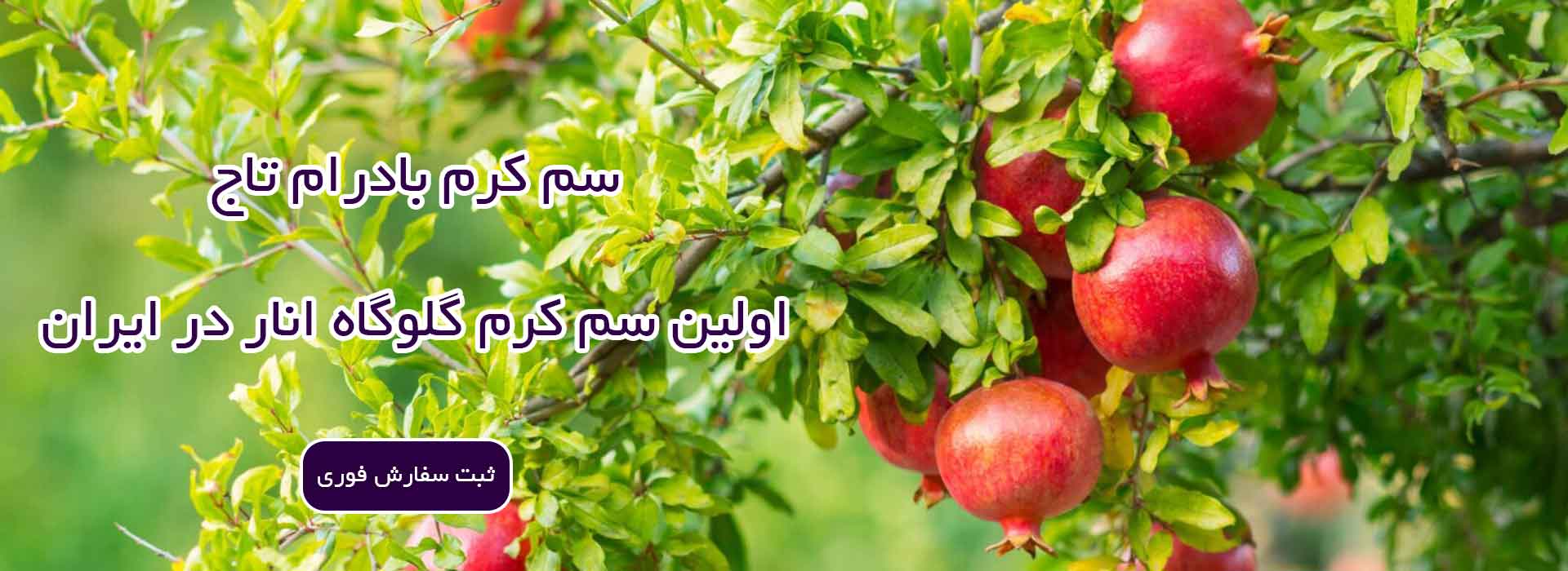 سم کرم بادرام تاج