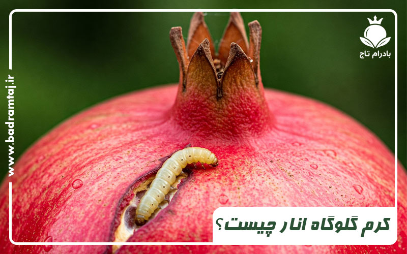 کرم گلوگاه انار چیست