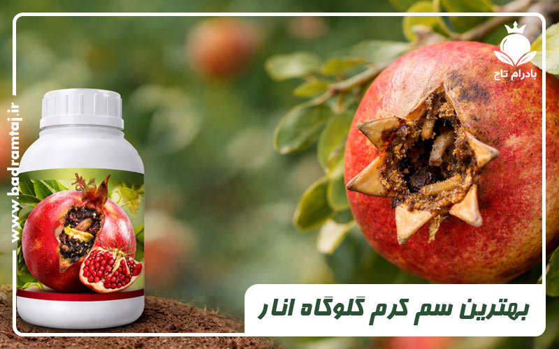 بهترین سم برای کرم گلوگاه انار (معرفی + زمان مصرف سم بادرام تاج)