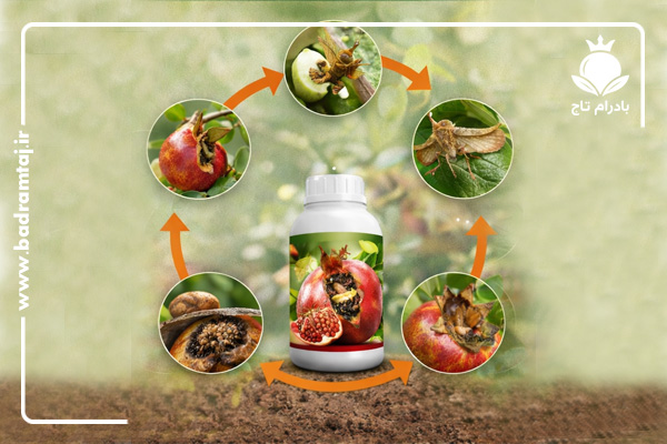 چرخه رشد کرم گلوگاه انار